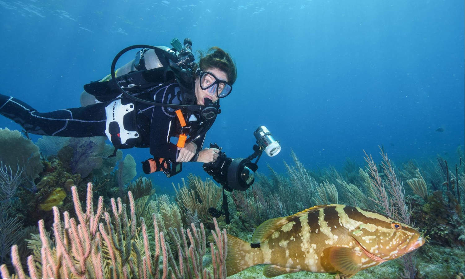 diver with camera under the sea, striped fish